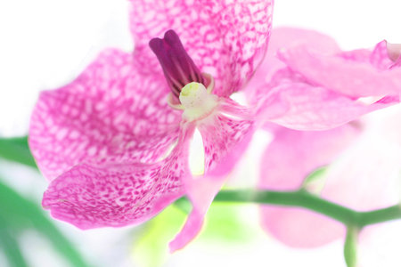 Pink orchid flower isolated on white background, soft focus, close up