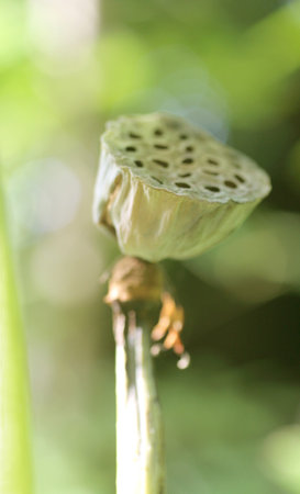 Lotus seed pod in the rainforest on a sunny day.の写真素材