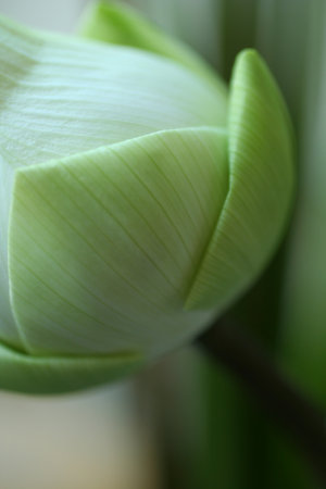 Close up of a green lotus flower with copy space for textの写真素材