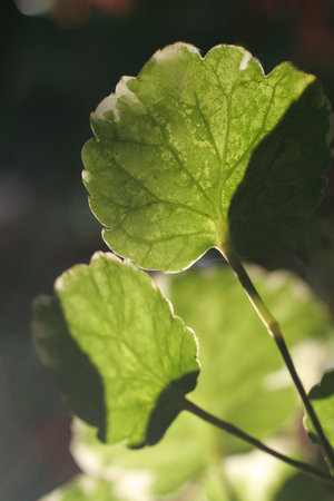 Asiatic pennywort (Asiatic pennywort)