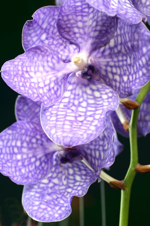 Beautiful purple orchid flower in a botanical garden, Thailand.の写真素材