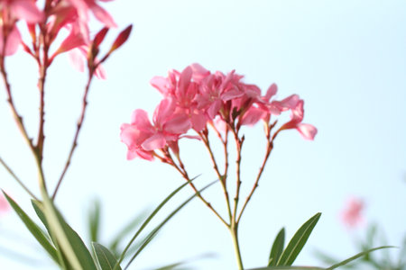 Pink oleander flowers on blue sky background, soft focus.の写真素材