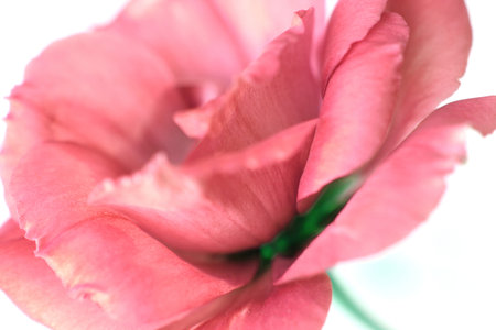 Beautiful pink rose on white background. Shallow depth of field.の写真素材