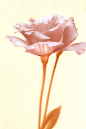 Eustoma flower in soft color and blur style for background.の写真素材
