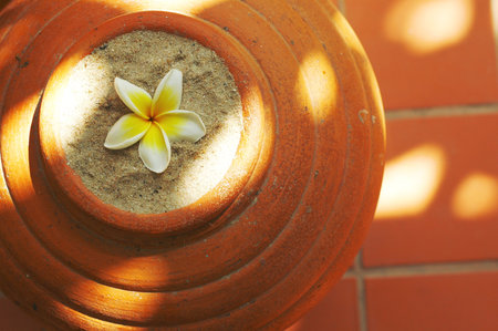 Plumeria flower on pot with sunlight and shadow on the floorの写真素材