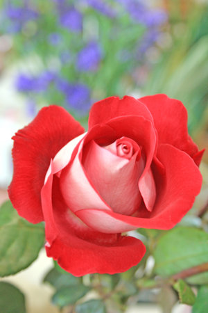 Red rose in the garden, closeup of photo with shallow depth of fieldの写真素材
