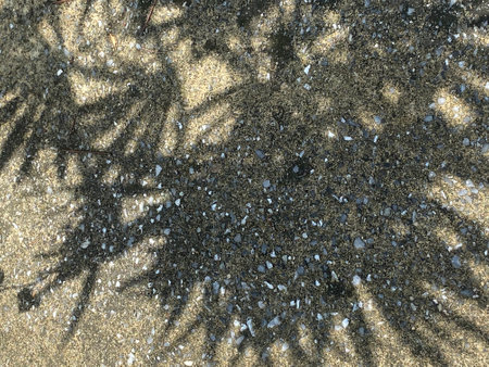 Shadow of tree on the cement floor. Abstract background and texture for design.