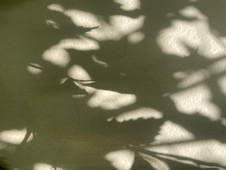 shadow of leaves on a white wall, closeup of photo.