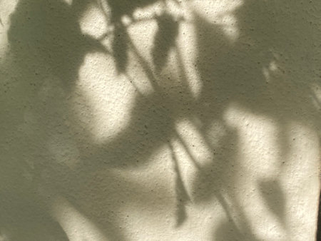 shadow of leaves on a white wall, closeup of photo.の写真素材