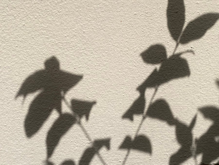 Shadow of leaves on a concrete wall. Abstract background for design.