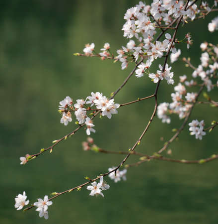 cherry blossoms in the parkの写真素材