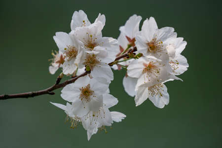 Cherry blossoms in the outdoor parkの写真素材