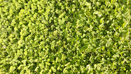 Clover Grass
