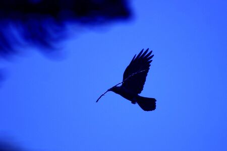 Black crow building nestの写真素材