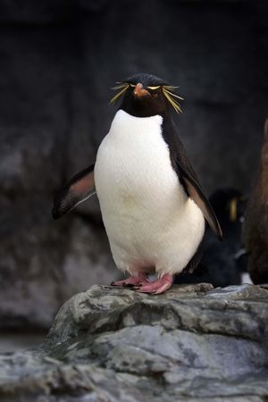Rockhopper penguin standing on rocks with other rockhopper penguins in the backgroundの写真素材