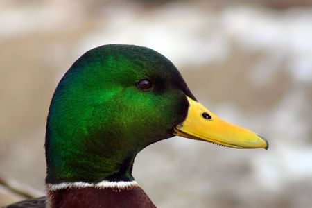 Close up view of duck's head showing details in the feathers and beak.の写真素材