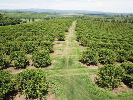 citrus plantation in northwestern Argentinaの写真素材