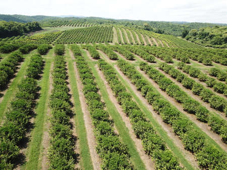 citrus plantation in northwestern Argentina