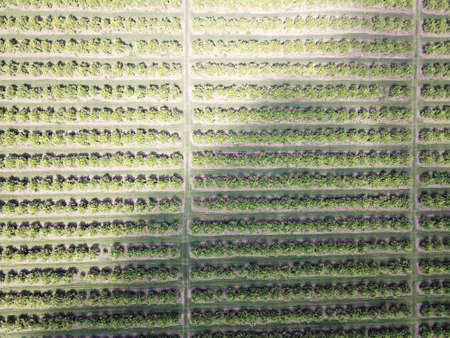 citrus plantation in northwestern Argentina