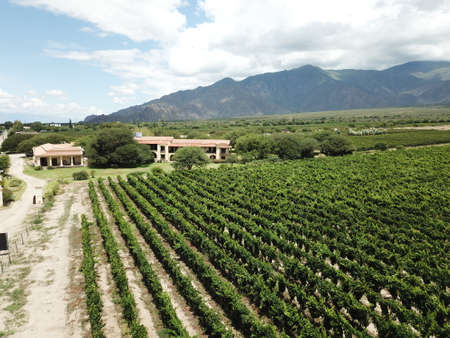 vineyards in northwestern Argentinaの写真素材