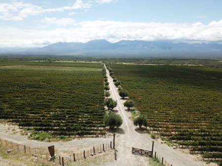 vineyards in northwestern Argentinaの写真素材