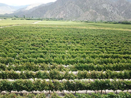vineyards in northwestern Argentina