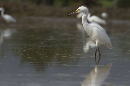 white egret in a wet farming location in search of food which could be fishes or insectsの写真素材
