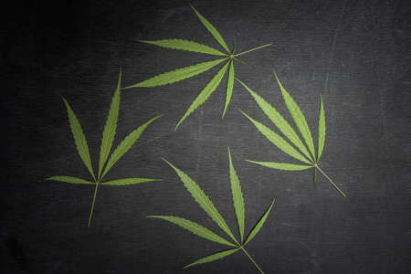 Various Cannabis leaves on black chalkboard.の写真素材
