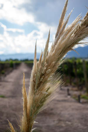 Decorative bouquet of dry wheat against the sun.の写真素材