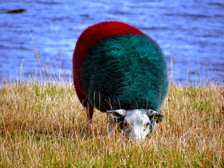 Irish sheep dyed in colours of football teamの写真素材