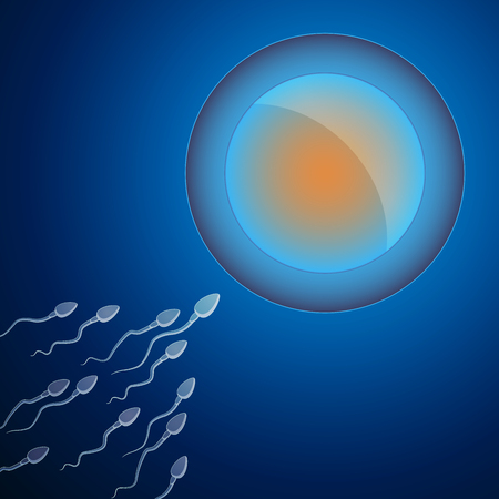 Human Egg Cell Fertilization with Sperm Cells Inside of Uterusの写真素材