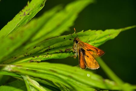 beautiful colorful butterfly in natureの写真素材