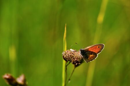 beautiful colorful butterfly in natureの写真素材