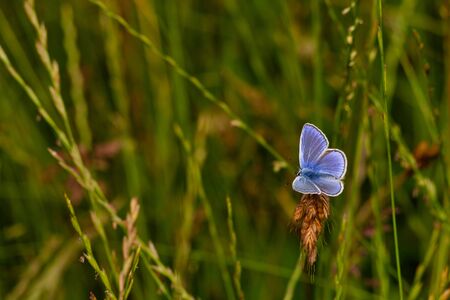 beautiful colorful butterfly in natureの写真素材