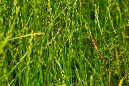 masked dragonfly in thick grassの写真素材
