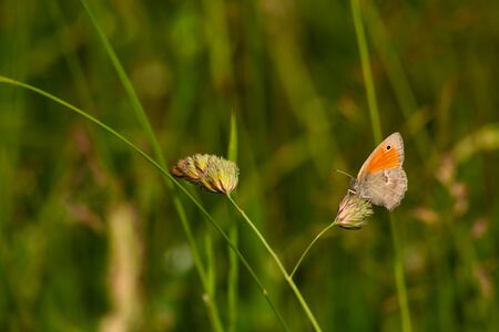beautiful colorful butterfly in natureの写真素材
