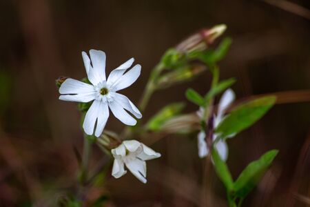 wild white flower in the natureの写真素材