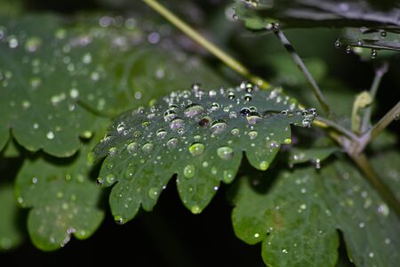 dew on a leaf in the morningの写真素材