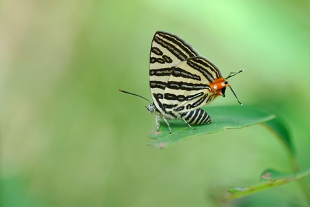butterfly (Spindasis lohita)の写真素材