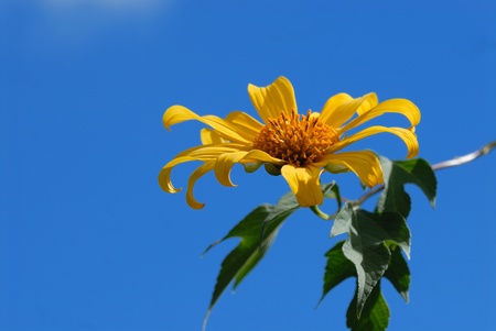 Mexican sunflower