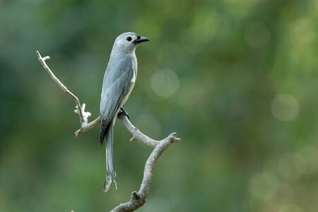 Ashy drongoの写真素材