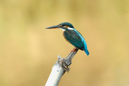 kingfisher (alcedo atthis) の写真素材