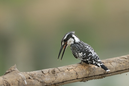 Pied kingfisher の写真素材