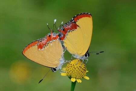 butterfly (Purple Sapphire)の写真素材