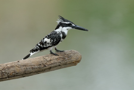 Pied kingfisher の写真素材