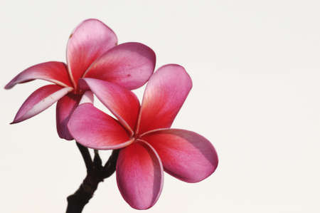 Plumeria flowers on white background の写真素材