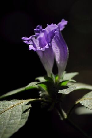 Flowers on black backgroundの写真素材