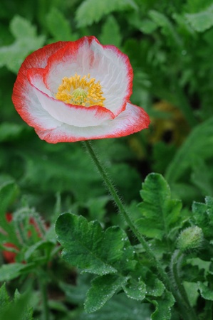 flowerの写真素材