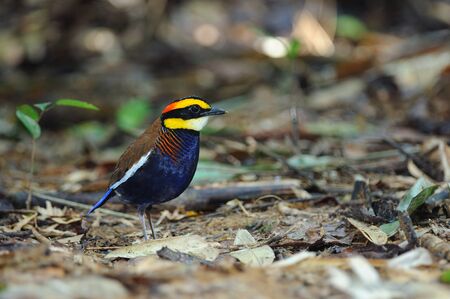 Banded Pittaの写真素材