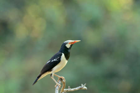 Asian Pied Starlingの写真素材